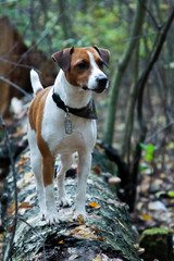 Parson Russell Terrier dog stands in the forest on a fallen tree