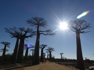 Baobab