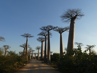 Fototapeta na wymiar baobap