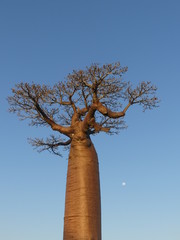 Fototapeta na wymiar Baobab next to moon