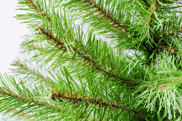 spruce branches, christmas tree texture  on a white wall background. New Year. Flat lay, top view.