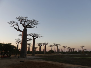 Fototapeta na wymiar baobab sunset