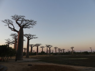Fototapeta na wymiar baobab sunset