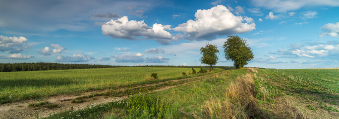 Obraz na płótnie Canvas Rural landscape. Panoramic photography of rural landscape.