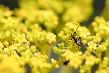 The world of flowering plants