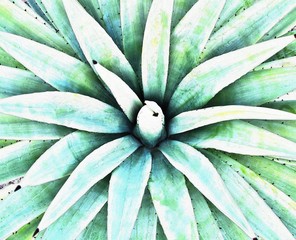 Close up of a blue Agave in my garden