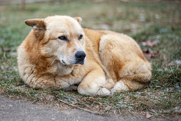 The dog freezes in the street. Abandoned dog.