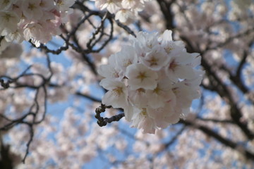Cherry Blossom