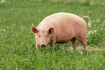 Large female pig grazing in a green summer field in Sweden