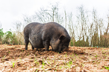 Big black Vietnamese Pot-bellied pig on the farm. Photography of lively nature and wildlife.