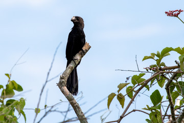 Ein freigestellter Grosser Ani in der Seitenansicht auf einem Ast sitzend im brasilianischen Pantanal