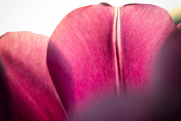 The world of flowering plants