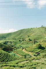 rice terraces in Bandung