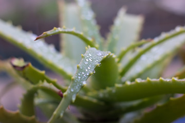 Aloe vera plant. Wet in the winter rain, the smell of soil, health, home, and all that is good in winter.