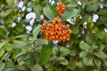 Buffaloberries in the Plant by Morning