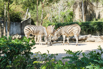 Fototapeta na wymiar Zebras eating food in a zoo.