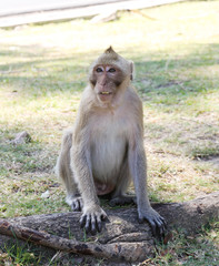Monkey sitting in a zoo.