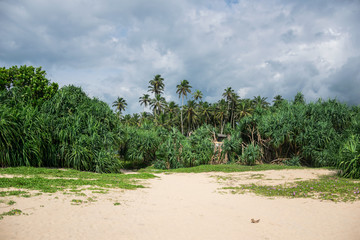 Tropical jungle with palm trees on the ocean coast, with clouds in the sky, Sri Lanka