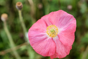 Fototapeta premium The world of flowering plants