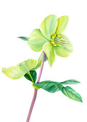 beautiful hellebore flowers on an isolated white background, watercolor illustration, hand drawing