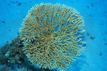 Naklejka na ściany i meble Close up of round stony coral