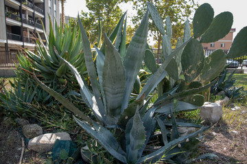 Fototapeta premium Aloe Vera Plant in the Garden by Morning