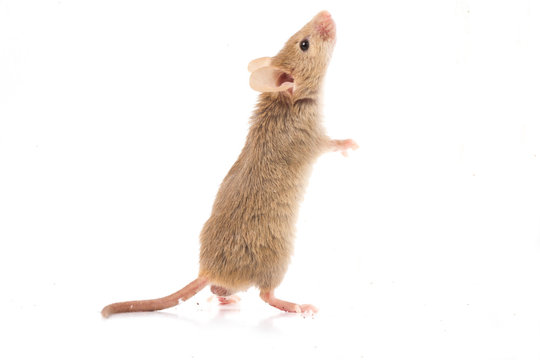 Wood mouse isolated on a white background