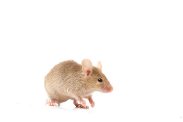 Wood mouse isolated on a white background