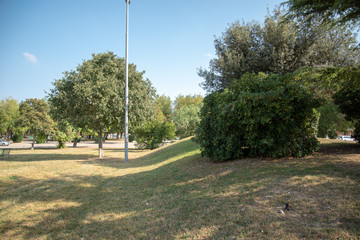 Park by Morning With Plants and Trees