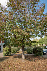 Obraz premium Autumn Tree Fall Foliage by Morning