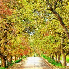 Naklejka premium Landscape with an Oak Avenue in beautiful autumn colors