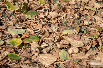 Autumn Tree Fall Foliage by Morning