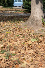 Fototapeta premium Autumn Tree Fall Foliage by Morning