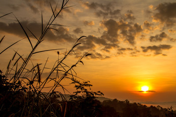 sunset in forest