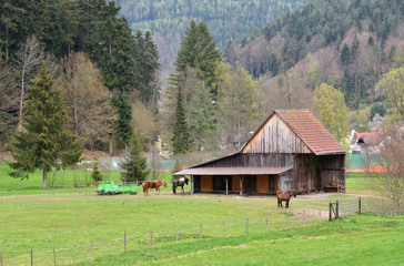 Fototapeta na wymiar Landscape with a small wooden stable with horses on a background of a forest in a European village
