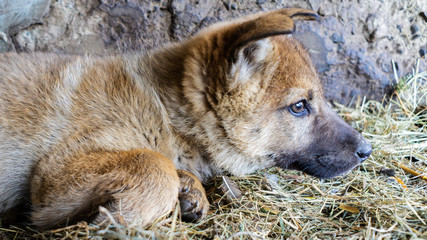 Wolf cub portrait in hay. Animals and wild nature concept.
