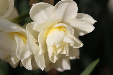 房咲きスイセンの花