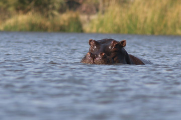 Hippo