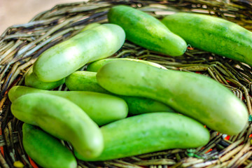 Fresh green cucumber in wooden basket 