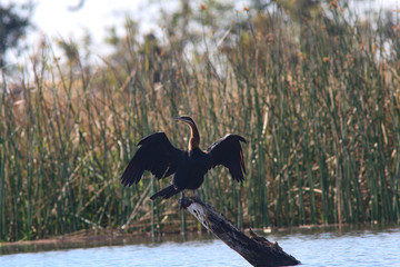 Snake Bird on the Okavango