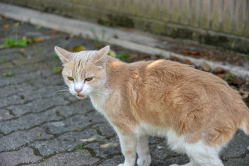 Wild Cat in the Garden by Spring