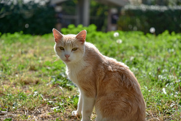Wild Cat in the Garden by Spring