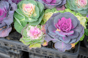 Purple and green ornamental cabbage