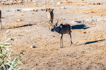 A group of greater kudu -Tragelaphus strepsiceros- Walking nervously around a waterhole in Etosha...