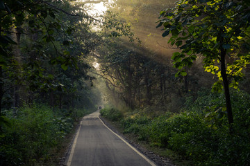Road leading into the forest of the Jim Corbett national reserve