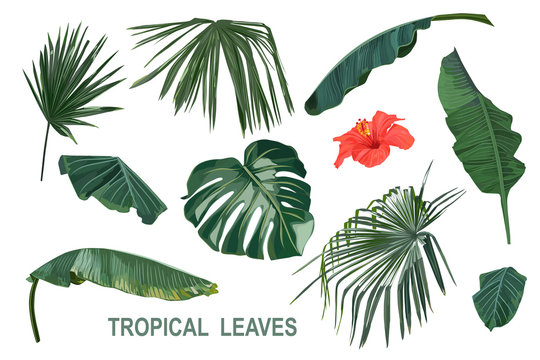 Tropical leaves set with hibiscus. Vector illustration. Isolated elements on white background