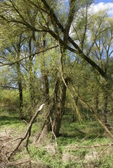 Pionierwald Vollhöfner Wald