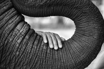 The black and white image of the hand of an old woman placed on the elephant's trunk with...