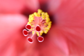 Orchidee Nahaufnahme (makro)