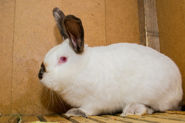 Obraz premium White rabbit with black ears and nose sits in a cage.